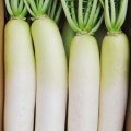 daikon_2